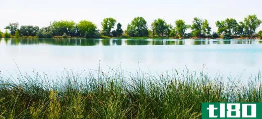 Wetland mitigation attempts to preserve or establish a wetland.