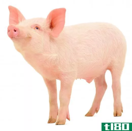 Pigs are members of the suborder Suina.