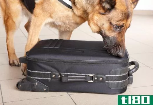 K9 police dogs are trained to sniff out drugs and explosives.