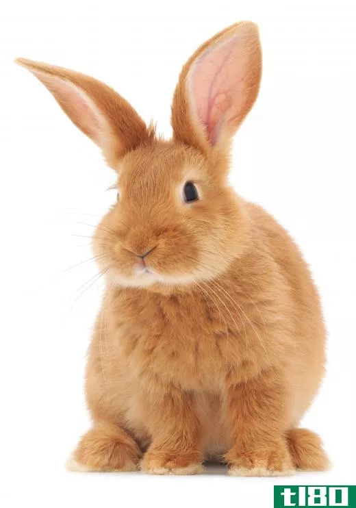 Thrianta rabbits are medium-sized with red-orange coats.
