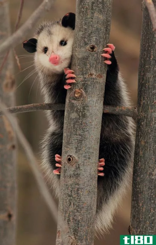 Opossums can adapt to predators by playing dead, which is where the phrase "playing possum" comes from.