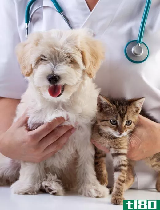 A veterinarian can provide deworming medication for dogs and cats.