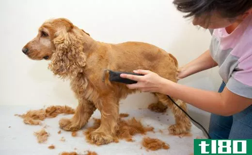 Shaving an animal's coat may be necessary when mange is present.