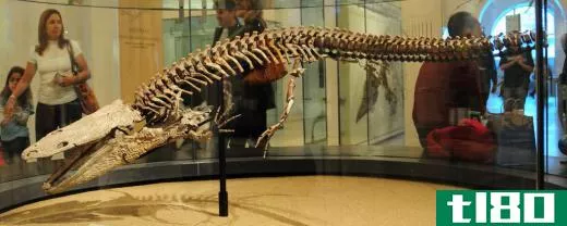 The earliest amphibians, called temnospondyls, were typically 1.5 to 5 feet long and the first tetrapods to walk on land.
