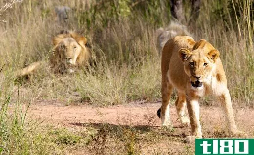 Lions are very protective of their cubs, and will attack if they feel they are in danger.
