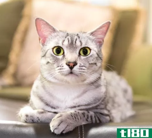 Whenever a cat has difficulty urinating, it should be considered a medical emergency regardless of whether or not it is feline urinary blockage.