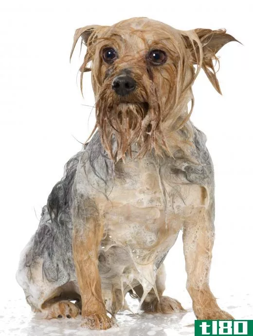 Medicated shampoos and dips are often used to treat mange.