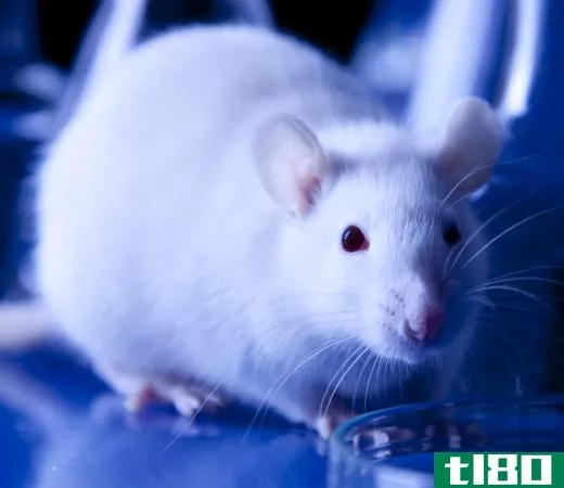 Testing venom potency in lab mice can give researchers an idea of how harmful the poisons are to humans.