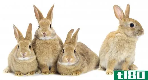 Rabbits are semi-wild animals that can be kept as livestock.