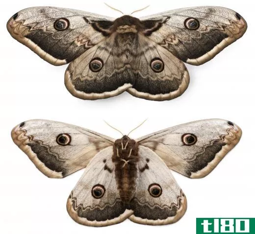Moths have positive phototaxis, meaning they are naturally attracted to light.