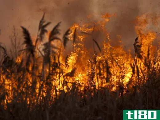 A small-scale slash and burn can help revitalize the land.
