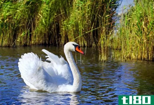 Swans are commonly seen in the wetlands biome.