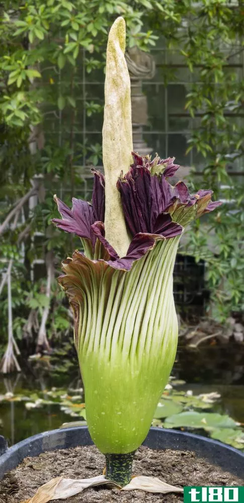 The titan arum has the largest flowering structure in the world.