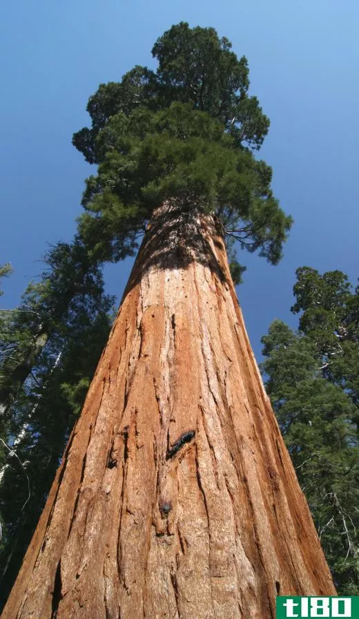 A giant sequoia, one of the largest trees in the world.