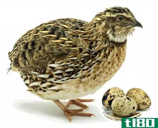 When birds produce eggs, the eggs need to kept warm until they hatch.