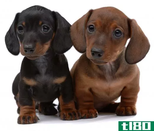 Puppies are especially at risk for kennel cough.