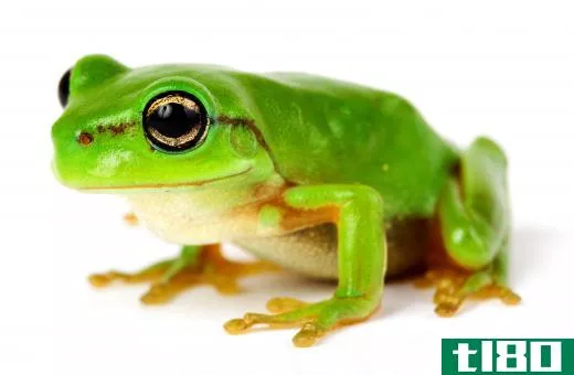 A frog is an amphibian, and lives both on land and in water.