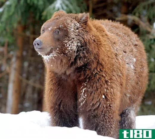 Bears are considered "deep" hibernators, which rarely move out of their dens in winter.