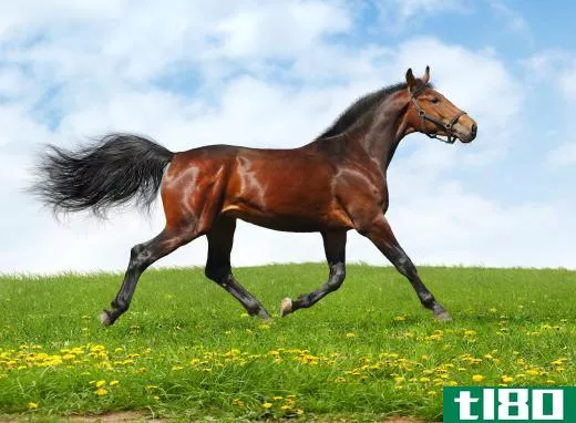 Almost all horses can naturally walk, trot, canter, and gallop.