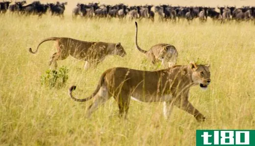 Lions generally hunt in packs, which is why traveling alone is not recommended.