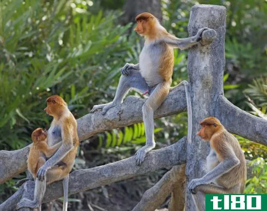 There are over 200 different species of monkey.