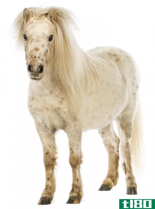 A pony is a full grown animal that is stockier in build and smaller in height than a full grown horse.