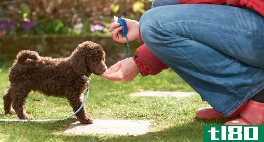 Positive reinforcement for following commands or good behavior is often effective against submissive urination.