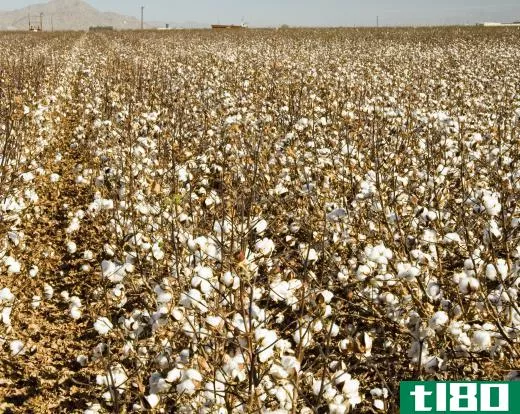 Cotton field ready to be harvested.