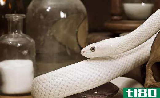 A snake might try to sneak into a house for winter.