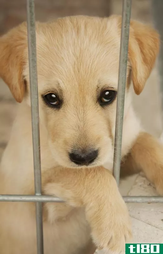 If guests disregard the owner's directions, it may be advisable to crate a puppy so that the animal does not receive mixed messages during his or her formative training period.