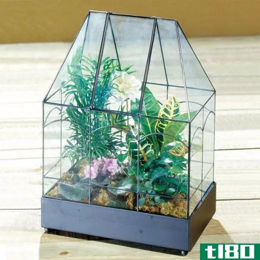 Terrariums typically contain soil, rocks, and plants.