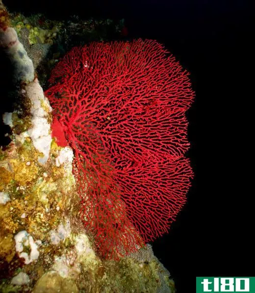 Red chlorophyll comes from microscopic plants that grown in small colonies on coral.