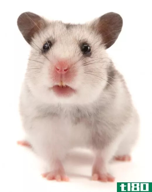 A hamster.