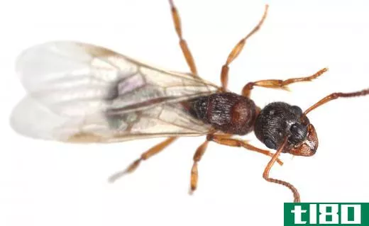 Flying ants have three distinct segments.