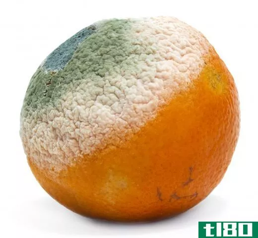 An orange with mold on it.