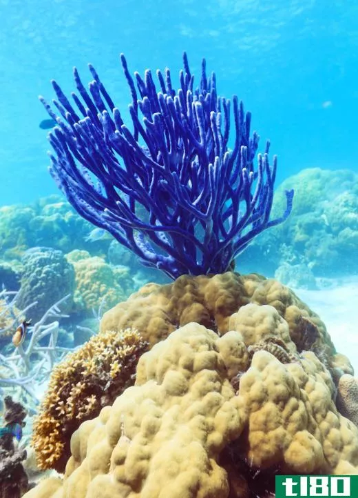 Beautiful blue coral underwater.