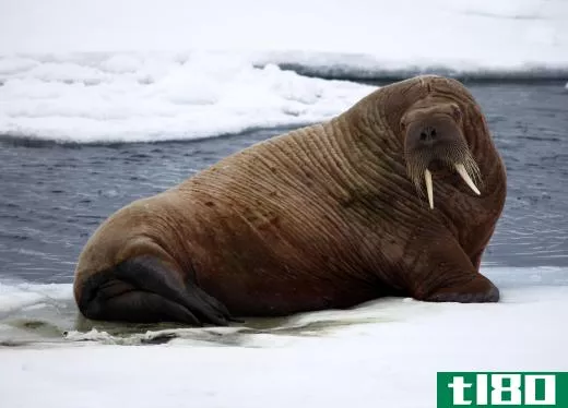 Walruses are known for their large ivory tusks, as is the case with elephants and whales.