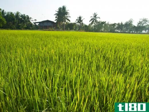 Sustainably grown rice.