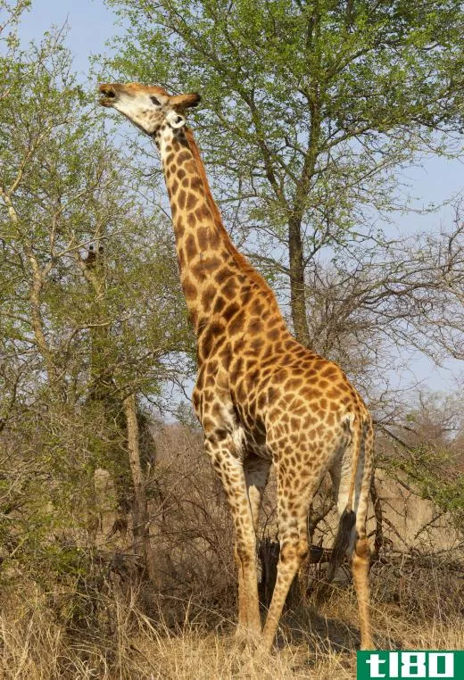 Giraffes nibble the branches of trees in the Savanna Biome.