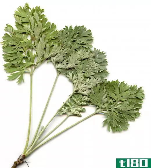 The term "mugwort" may be used to refer to wormwood.