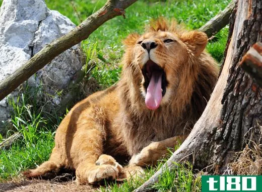Some animals may yawn to show dominance.