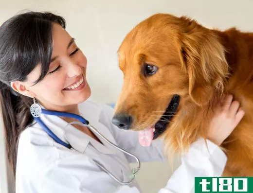 A veterinarian can help you choose the best brand of wound powder.