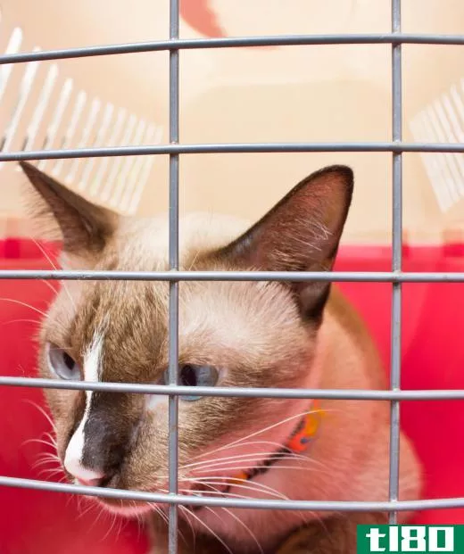 A cat may feel more at ease if it is transported to the vet's office in a carrier.