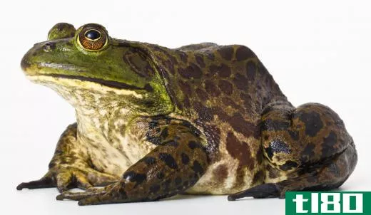 Frogs live between 4 and 15 years.