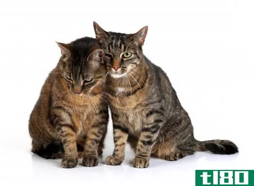 A cat may rub its head to show the other cats that it is dominant.