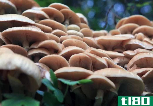 Many edible and poisonous mushrooms look similar to the untrained eye.