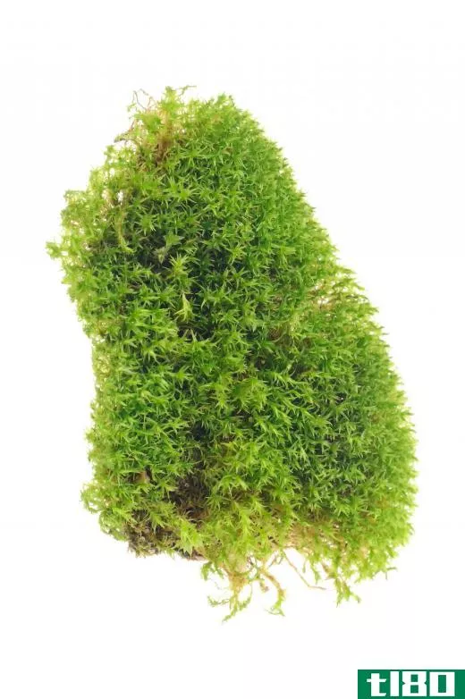 Lichen is a primitive plant species.