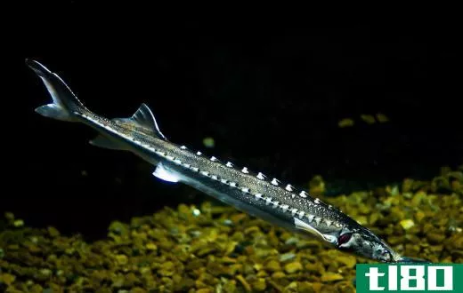 There are 20 known species of sturgeon.