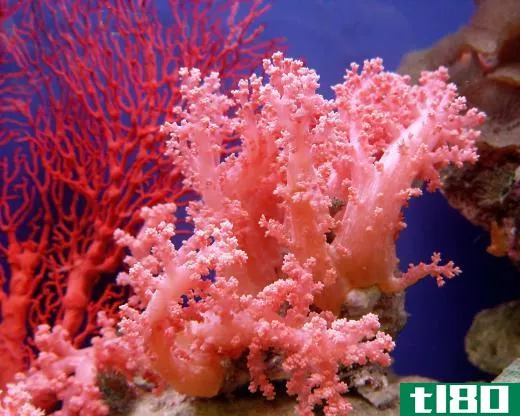 Vibrant pink coral.