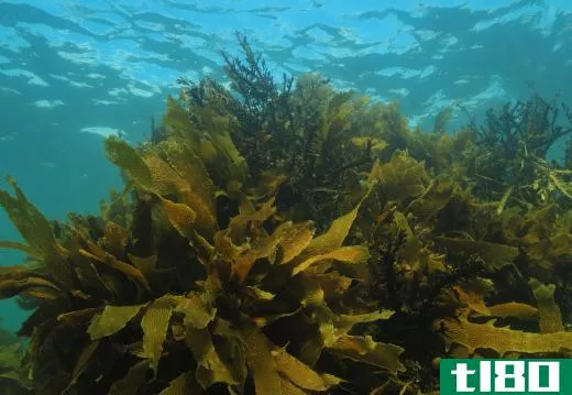 Live kelp underwater.